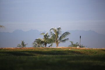 landscape birds with trees and sky