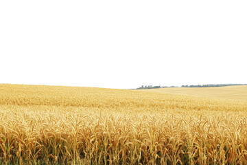 Golden wheat field under a clear sky at sunset isolated on transparent background