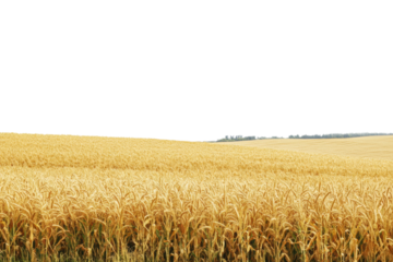 Golden wheat field under a clear sky at sunset isolated on transparent background