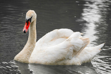 swan on the water