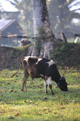 Cows on the meadow field
