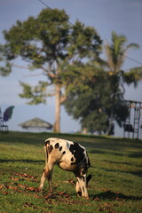 Cows on the meadow field