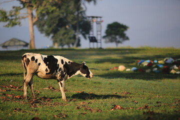 Cows on the meadow field