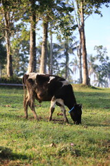 Cows on the meadow field