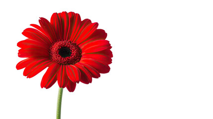 flower on a white transparent background