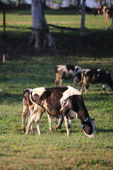 Cows on the meadow field