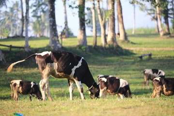 Cows on the meadow field
