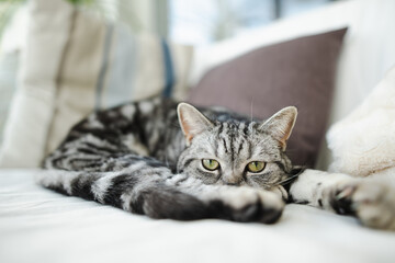 British shorthair silver tabby cat having rest on a sofa in a living room. Domestic cat spending time indoors at home.