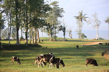 Cows on the field