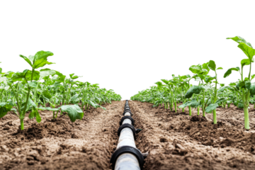Spring plants by irrigation pipe isolated on transparent background