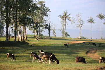 Cows on the field