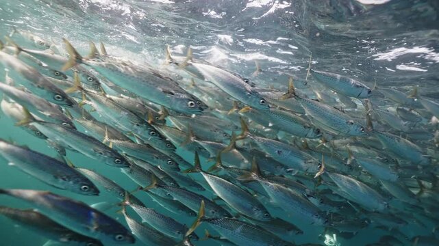 Sardine run underwater big fish school ocean scenery of behaviour. Amazing closeup of silver fish swimming anfront of camera in blue water of South Africa sea. Underwater world, wild life nature.