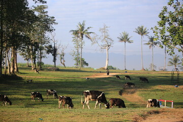 Cows on the field