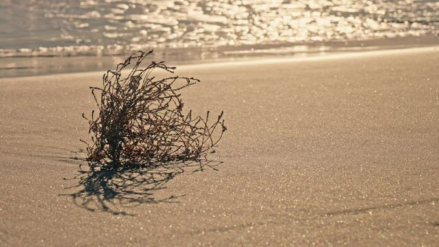 Small plant emerging from beach sand