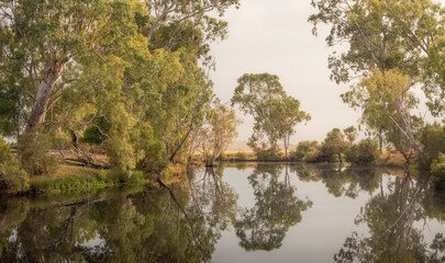 trees reflected in water