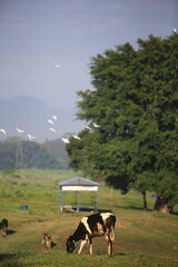 Cows on the field