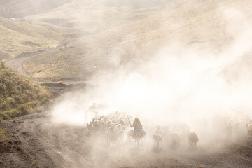 Dusty journey of herds and a shepherd in Bitlis Turkey. Magnificent photographs taken with the dust cloud that forms when flocks of sheep pass through dusty roads to their pasture places.