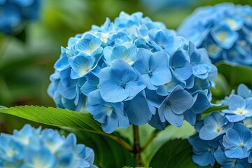 Beautiful blue hydrangea flower. Perfect for nature and floral designs, websites, or social media.