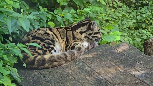 A Taiwanese clouded leopard in zoo