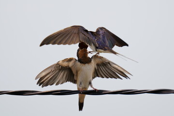 餌を与えたあと幼鳥の頭を蹴って飛び立つ親ツバメ　親に蹴られる子ツバメ