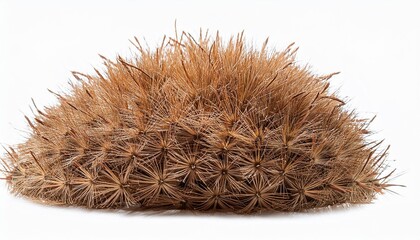 cactus isolated on white background