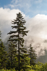 Morning Atmosphere in the Great Smoky Mountains