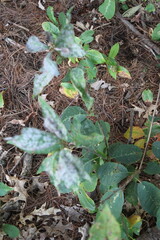 Fototapeta premium a lot of plants in the garden