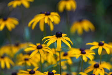 Black-Eyed Susans in the Great Smoky Mountains National Park