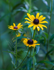 Black-Eyed Susans in the Great Smoky Mountains National Park