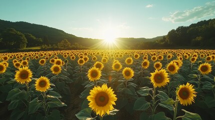 Fototapeta premium A circular field of sunflowers facing the sun as it rises in the morning