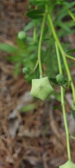 plant in the garden