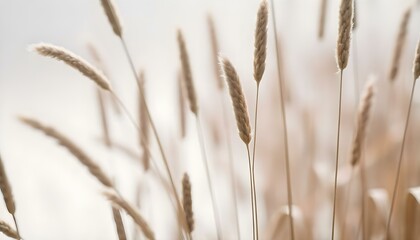 Obraz premium Blurred close-up of tall grass or reeds with a soft, hazy background