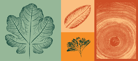 Set of colorful isolated autumn leaves. Grunge foliage stamps of oak maple and sycamore leaves. Tree rings design.
