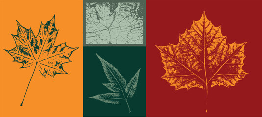 Set of colorful isolated autumn leaves. Grunge foliage stamps of oak maple and sycamore leaves. Tree rings design.
