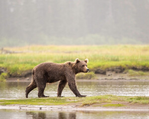 Alaska Brown Bear (Ursus arctos), Lake Clark National Park