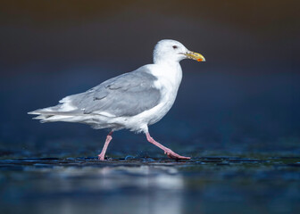 Glaucous-winged Gull (Larus glaucescens), Alaska