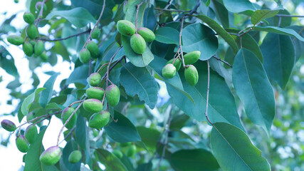 Myrolan Wood fruit. Many green raw fruits on the tree of King of Herbs Chebulic Myrobalan (Terminalia chebula Retz.) on green leaves background with copy space. Selective focus
