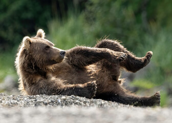 Obraz premium Alaska Brown Bear (Ursus arctos), Lake Clark National Park