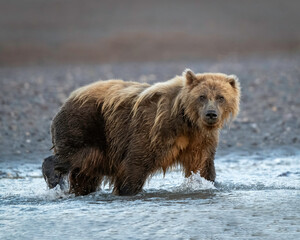 Alaska Brown Bear (Ursus arctos), Lake Clark National Park