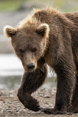 Alaska Brown Bear (Ursus arctos), Lake Clark National Park