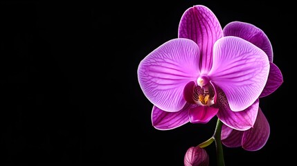 Single orchid flower in deep purple tones, set against a pure black backgroundThe flower's graceful lines create a high-end, sophisticated aesthetic