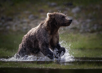 Obraz premium Alaska Brown Bear (Ursus arctos), Lake Clark National Park