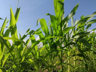 A field of young corn plants with vibrant green leaves, growing tall and healthy in the sunlight. The plants are surrounded by lush greenery and a clear blue sky.