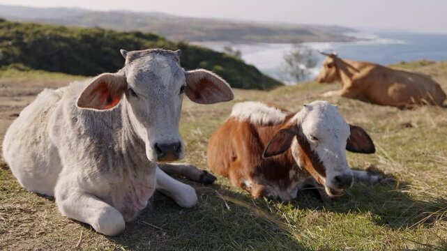 Dairy Cows grazing on green grass in autumn at sunny day on rocky hills near the ocean in South Africa, Wild coast. Picturesque landscape. nature rural scenery. Mammal animals, catle breeding.