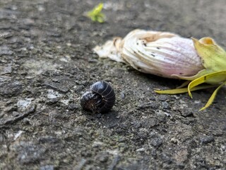 Two pill bugs that get along well