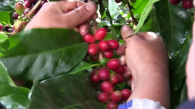 corte de caf&eacute;