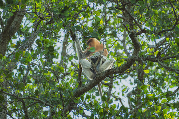 a male Proboscis monkey sitting on a mangrove branch.