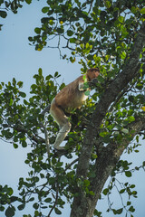 A proboscis monkey is walking through the mangrove branches.