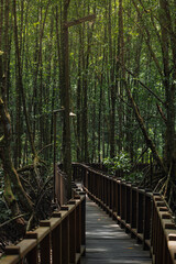 Mangrove Boardwalk near Sungai Wain river in East Kalimantan.