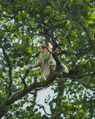 Proboscis Monkey Enjoying a Leaf Lunch